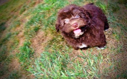 Havapoo dogs for sale: Karma - Image 9