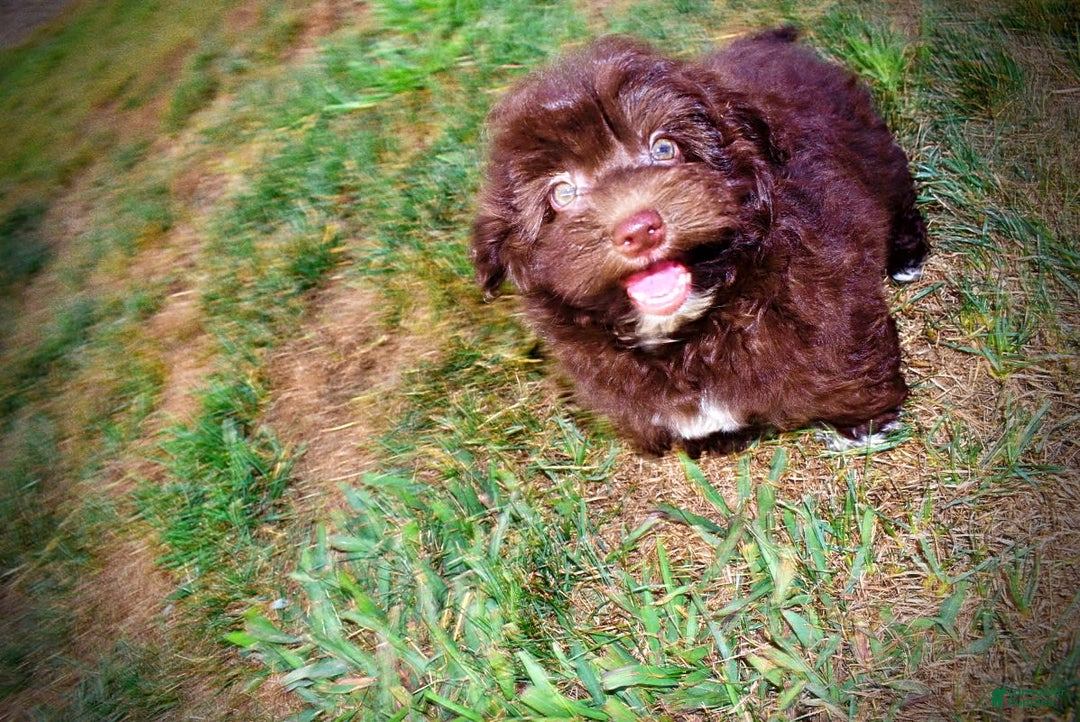 Havapoo dogs for sale: Karma - Image 9