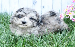 Havapoo dogs for sale: Carson - Image 7