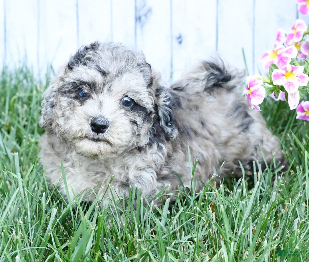 Havapoo dogs for sale: Carson - Image 7