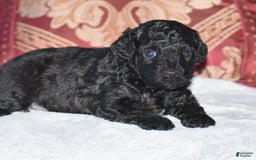 Yorkiepoo dogs for sale: Plaid - Image 10