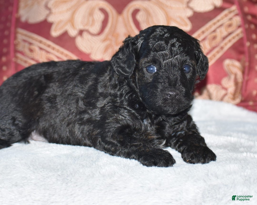 Yorkiepoo dogs for sale: Plaid - Image 10