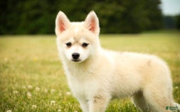 Pomsky dogs for sale: Blaze - Image 2