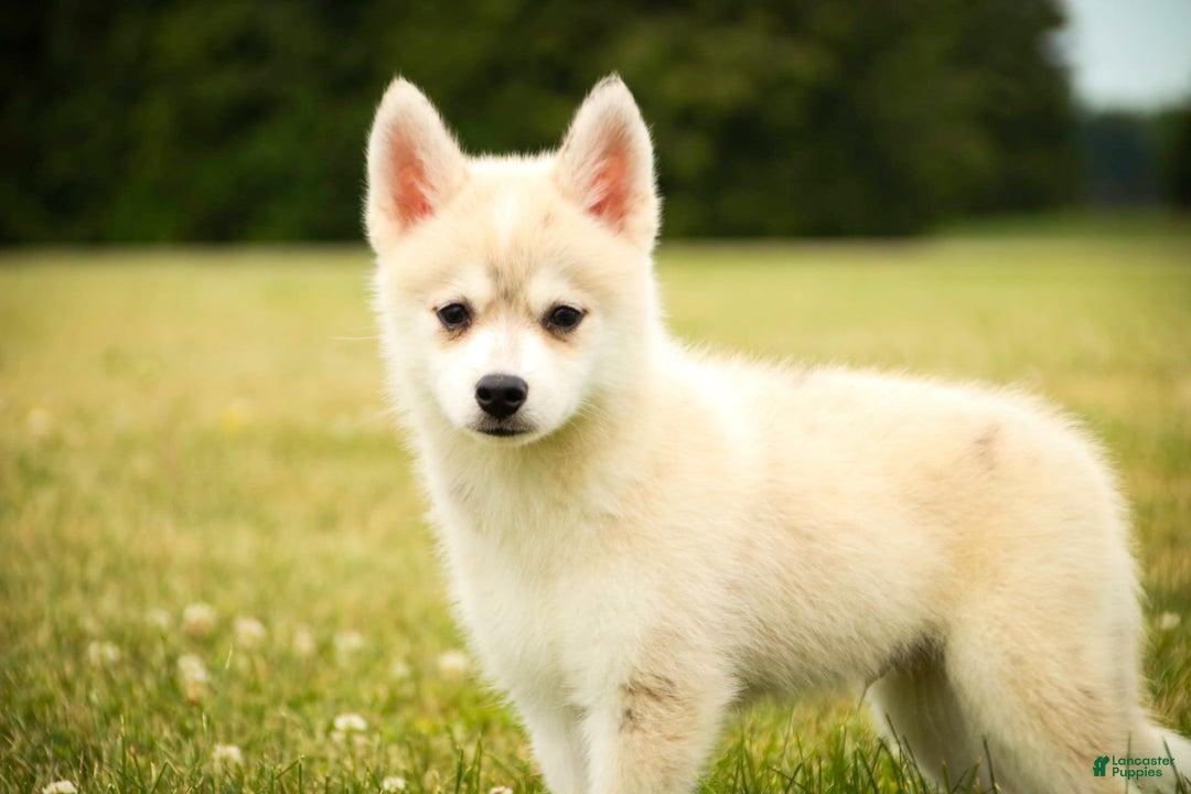 Pomsky dogs for sale: Blaze - Image 2