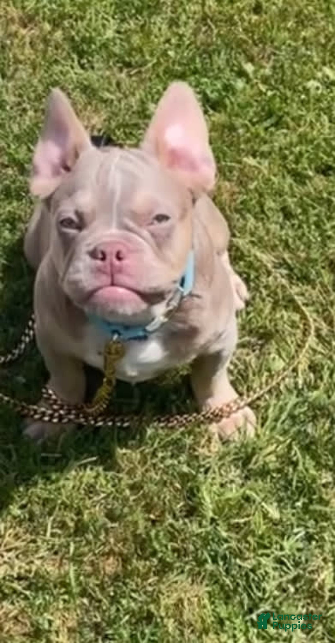 French Bulldog dogs for sale: Dj - Image 1