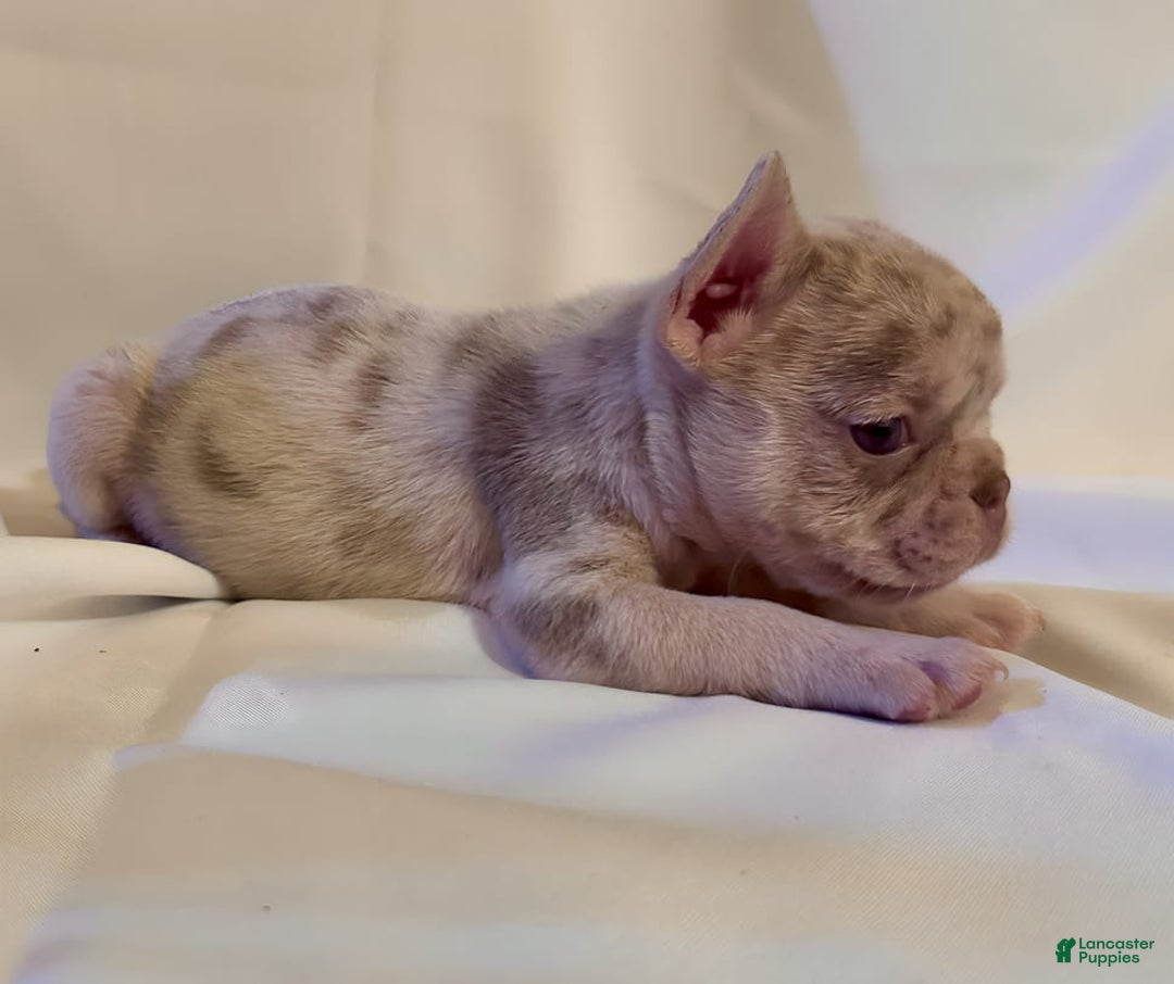 French Bulldog dogs for sale: Brooklyn - Image 10