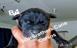 Cane Corso dogs for sale: Black - Image 18