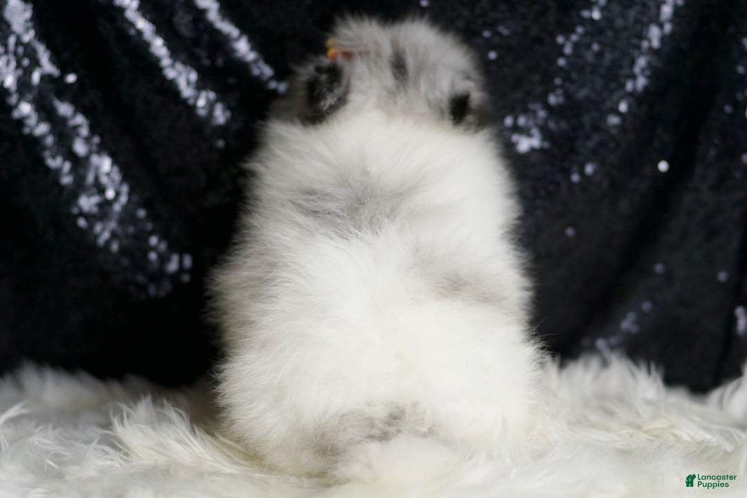 Pomeranian dogs for sale: Mr. Merle - Image 2