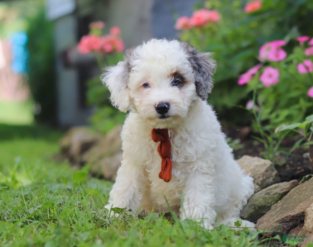 Mini Aussiedoodle dogs for sale: Diamond - Image 1