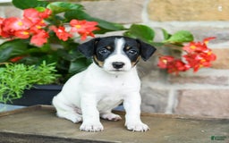 Jack Russell Terrier dogs for sale: Pippi - Image 3