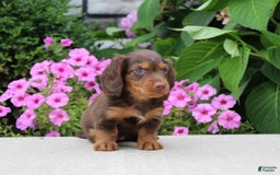 Dachshund dogs for sale: Princess - Image 14
