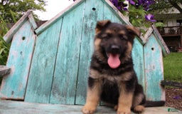 German Shepherd dogs for sale: Bear - Image 13