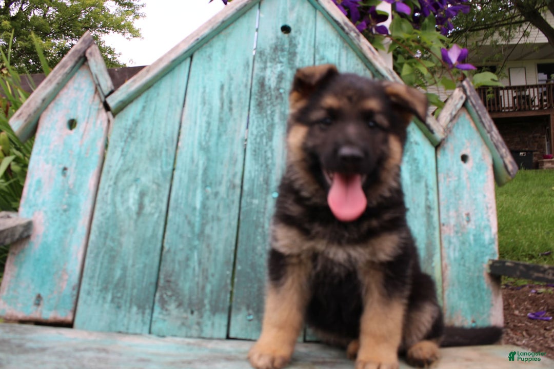 German Shepherd dogs for sale: Bear - Image 13