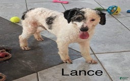 Mini Aussiedoodle dogs for sale: April - Image 12