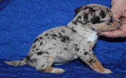 Chihuahua dogs for sale: Irvin - Image 1