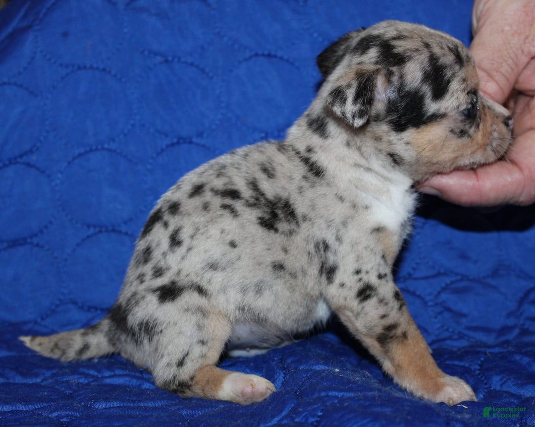 Chihuahua dogs for sale: Irvin - Image 1