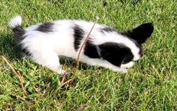 Papillon dogs for sale: Glory - Image 4