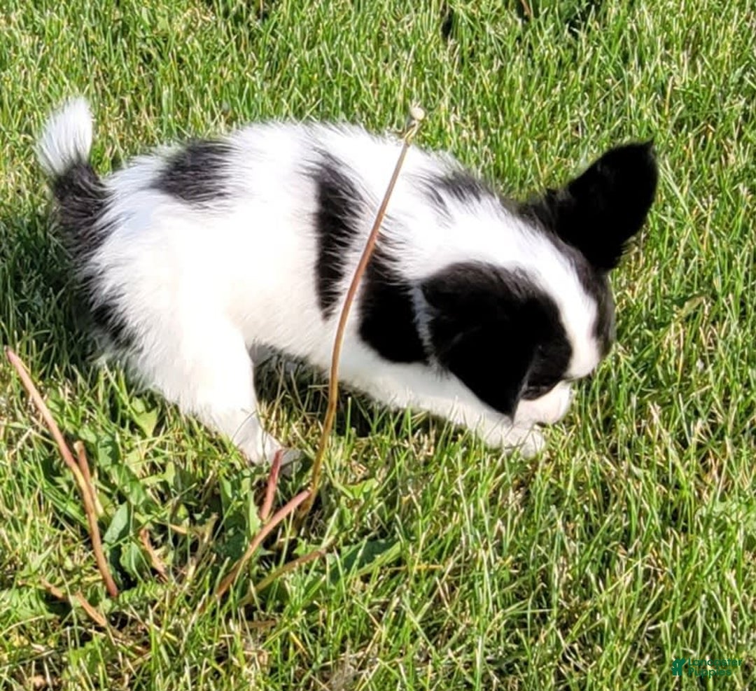 Papillon dogs for sale: Glory - Image 4