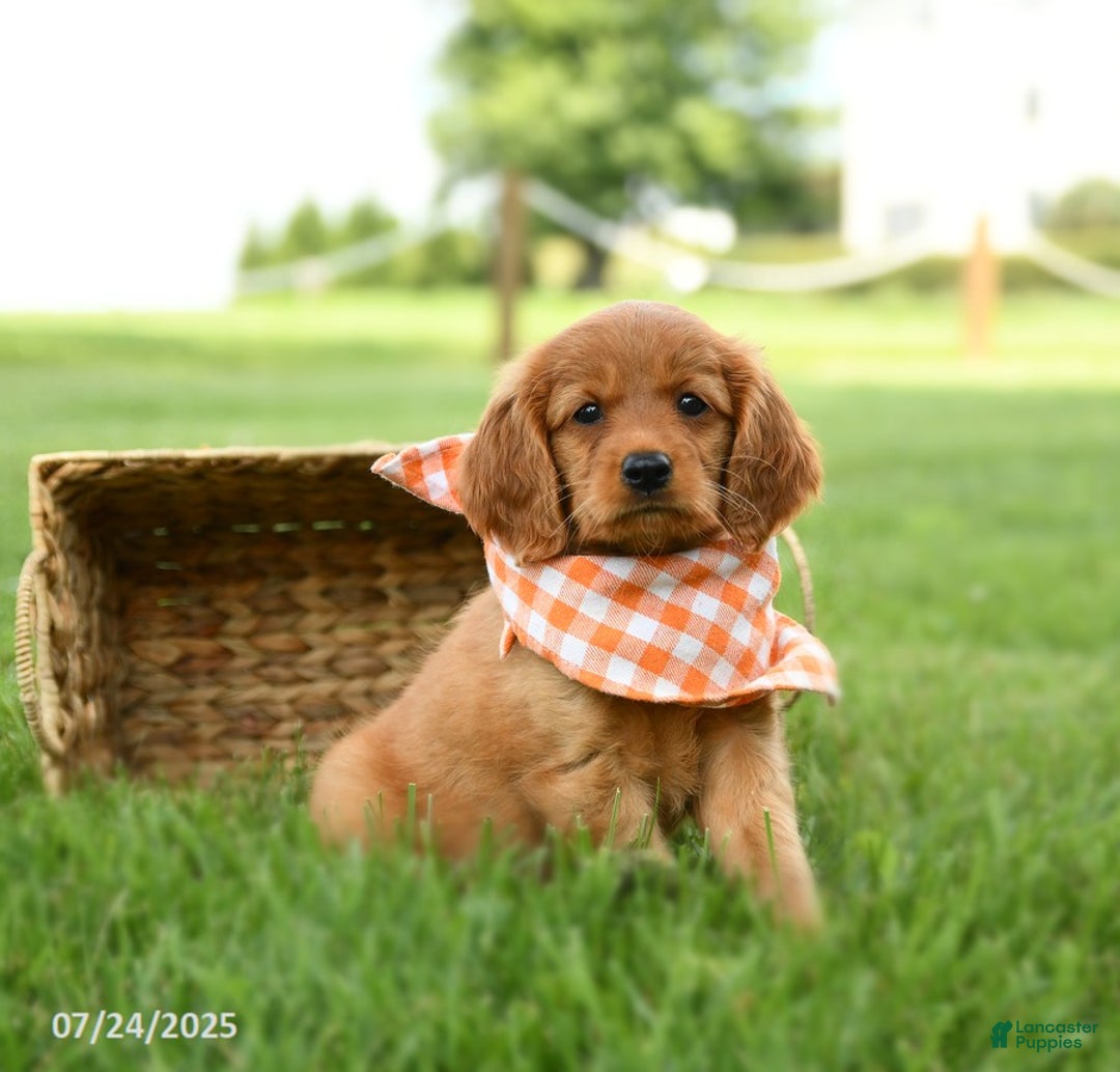 Miniature Golden Retriever dogs for sale: Clementine - Image 2