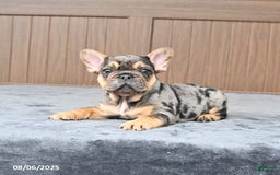 French Bulldog dogs for sale: Dozer - Image 4