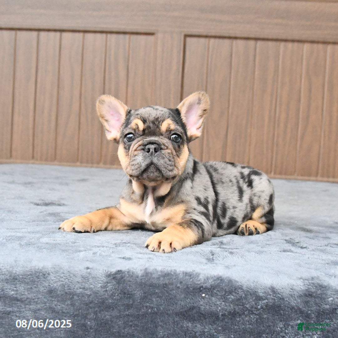 French Bulldog dogs for sale: Dozer - Image 4
