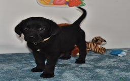 Labrador Retriever dogs for sale: Colt - Image 13
