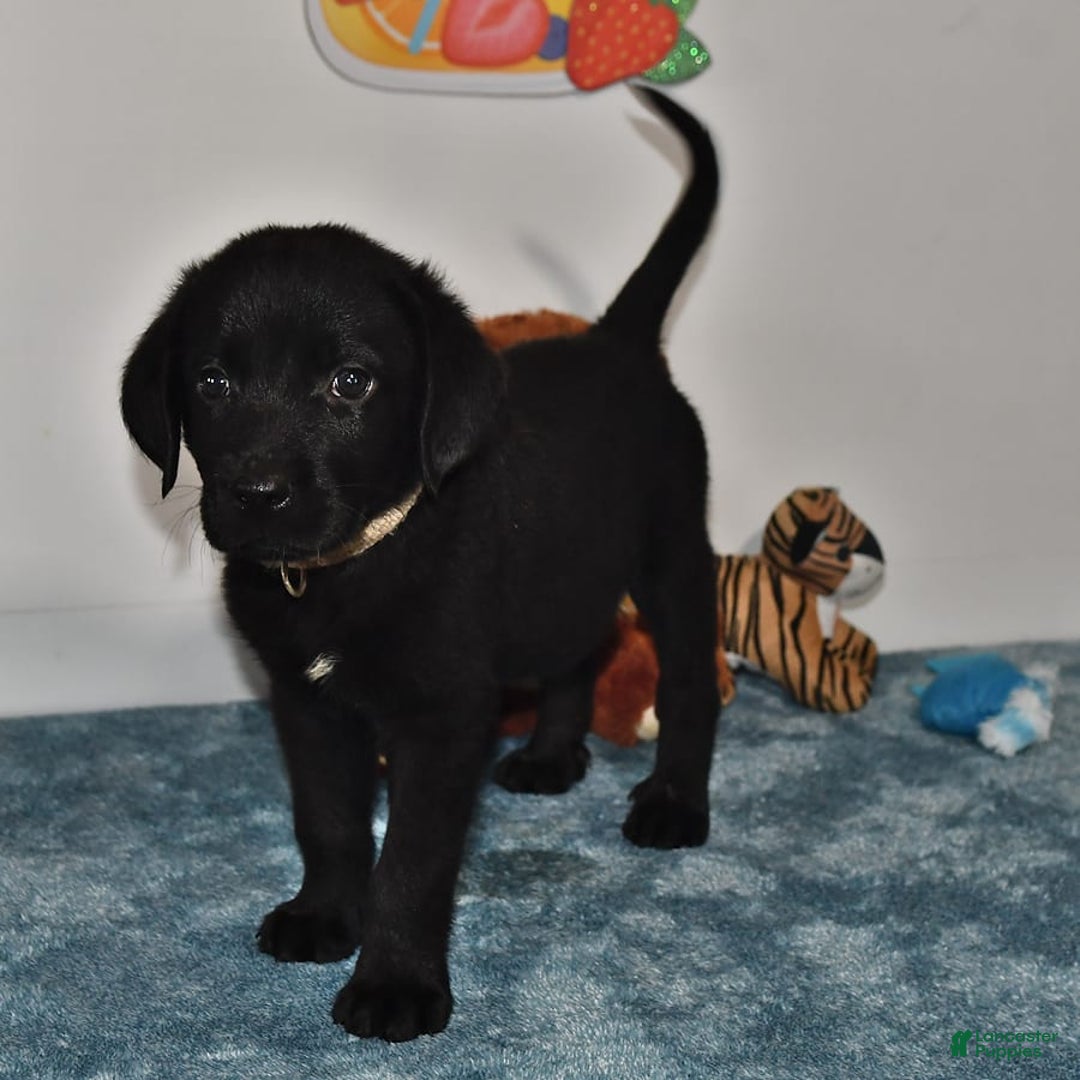 Labrador Retriever dogs for sale: Colt - Image 13