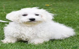 Morkie dogs for sale: Jane Teacup - Image 9