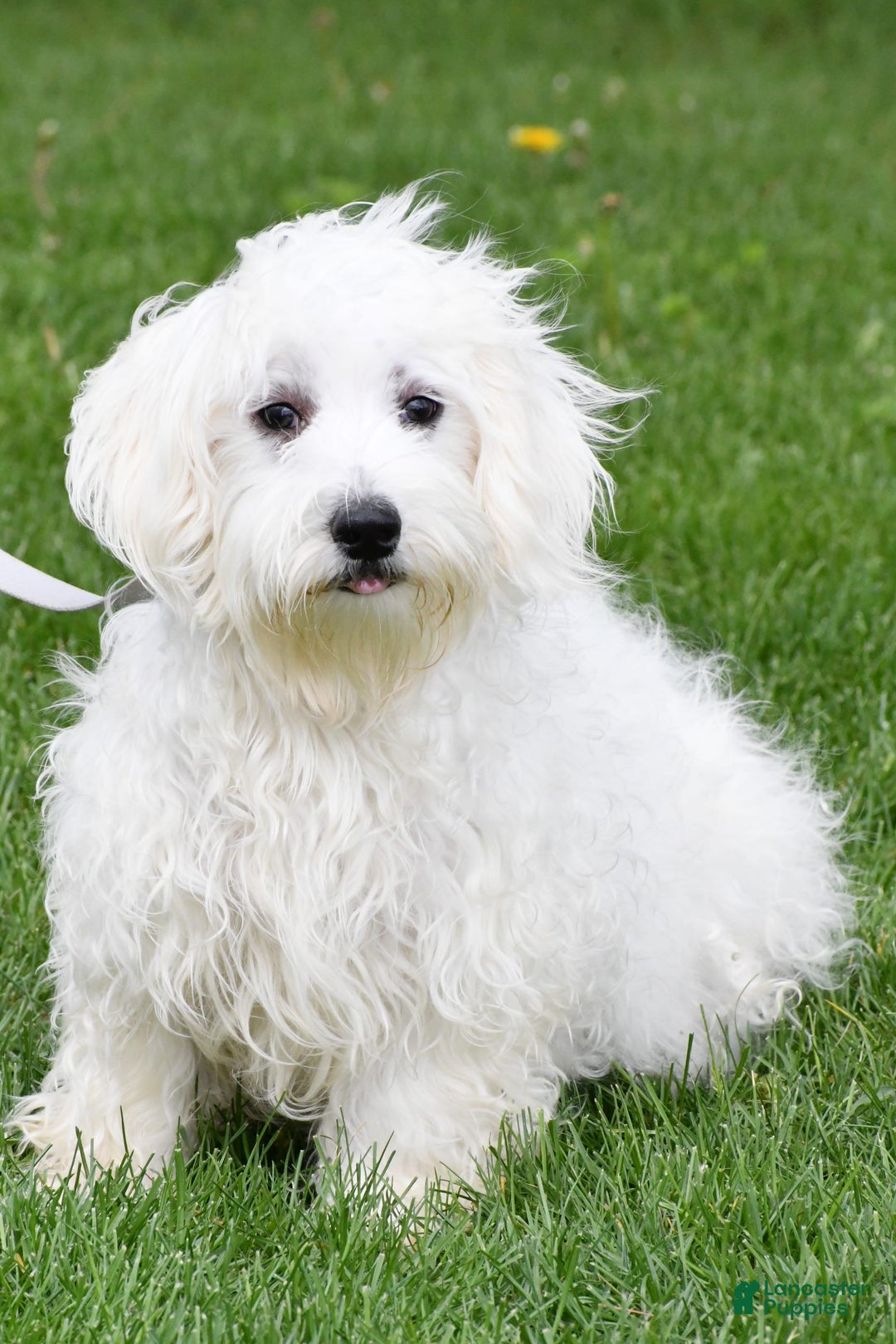 Morkie dogs for sale: Jane Teacup - Image 9