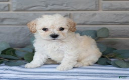 Bichpoo dogs for sale: Kory - Image 1