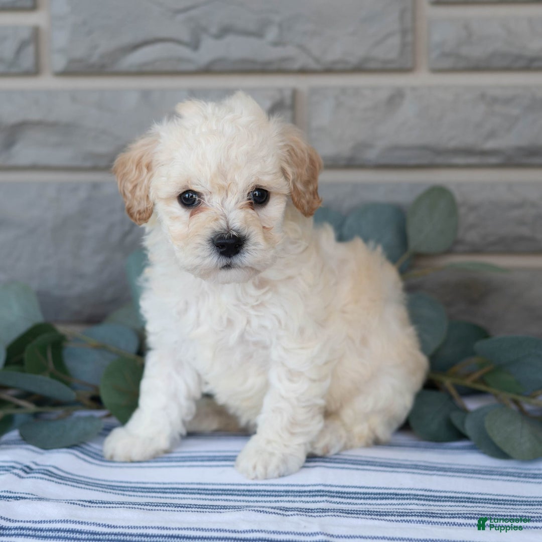 Bichpoo dogs for sale: Kory - Image 1
