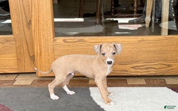Italian Greyhound dogs for sale: RJ - Image 6