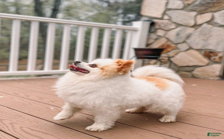 Pomeranian dogs for stud - Ad 1