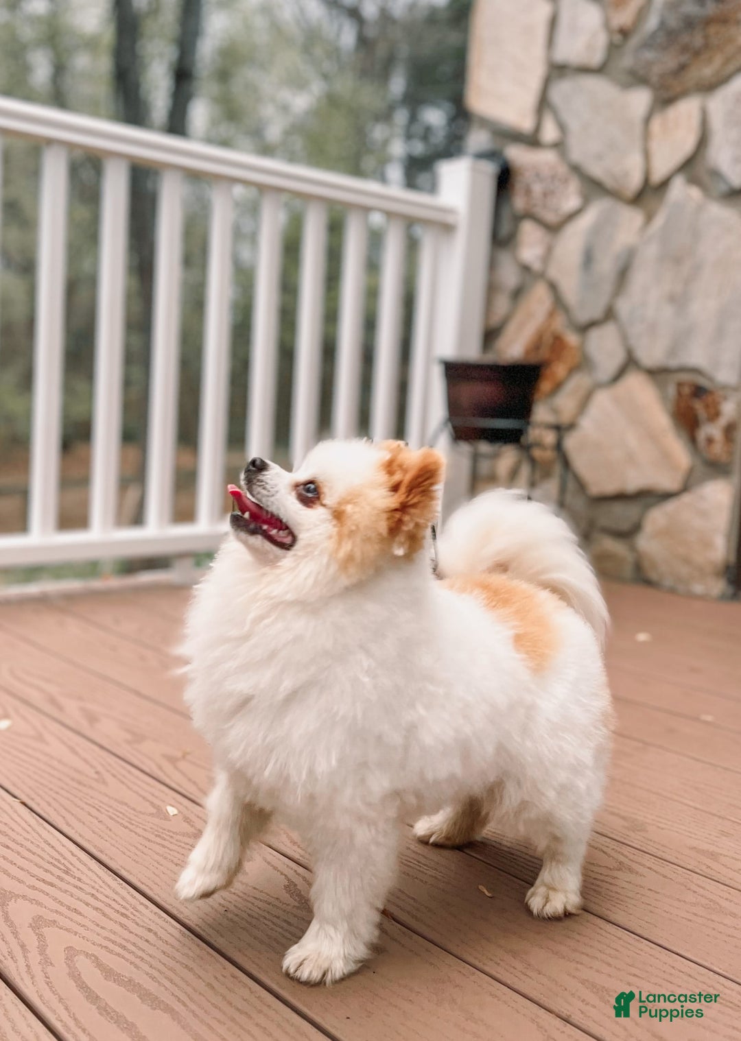 Pomeranian dogs for stud: Classic Romeo Kruz - Image 1