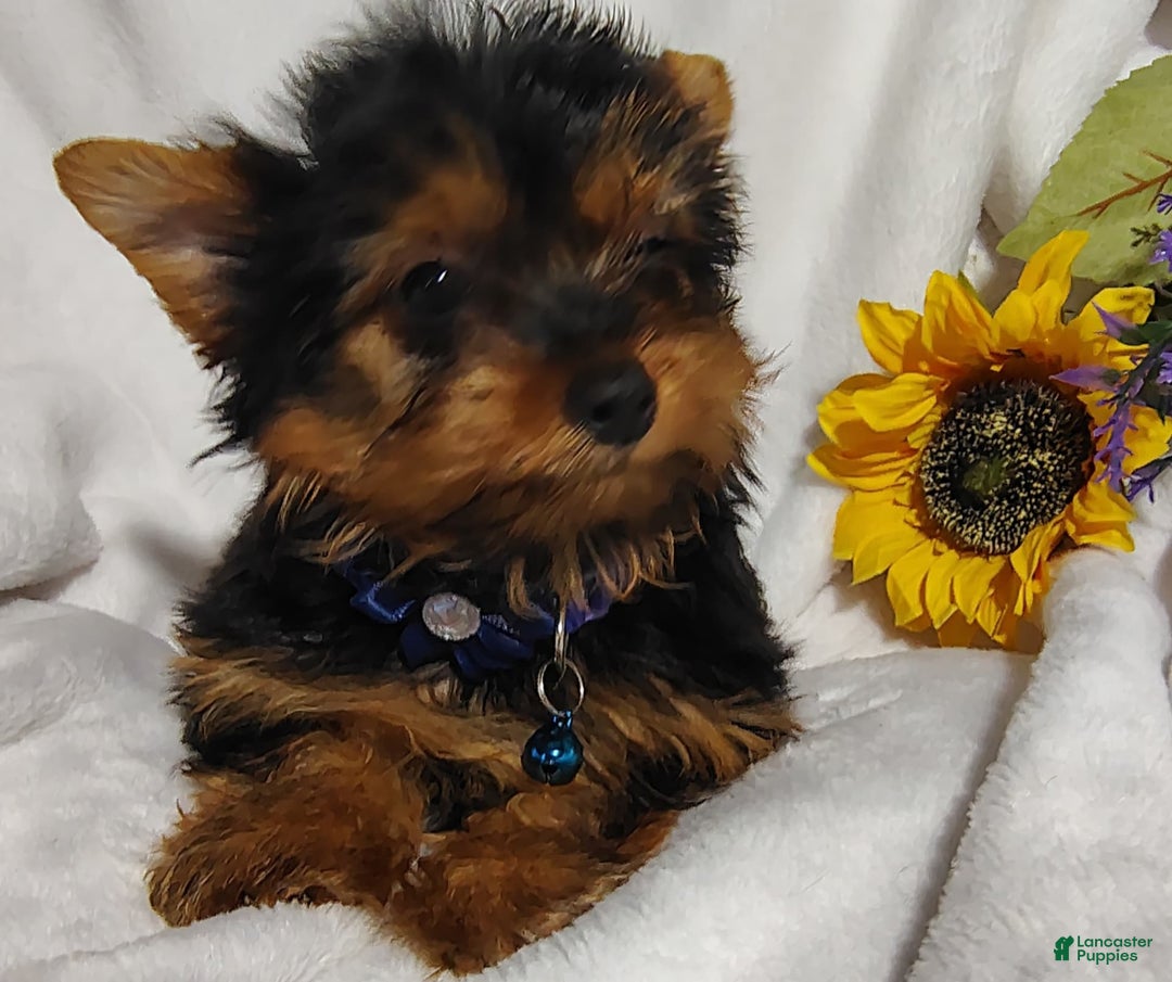 Yorkshire Terrier dogs for sale: Shep - Image 11