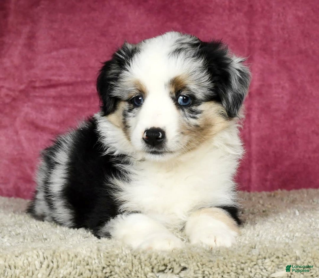 Miniature Australian Shepherd dogs for sale: Ashley - Image 1