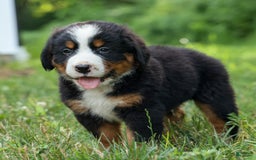 Bernese Mountain Dog dogs for sale: Samson - Image 3