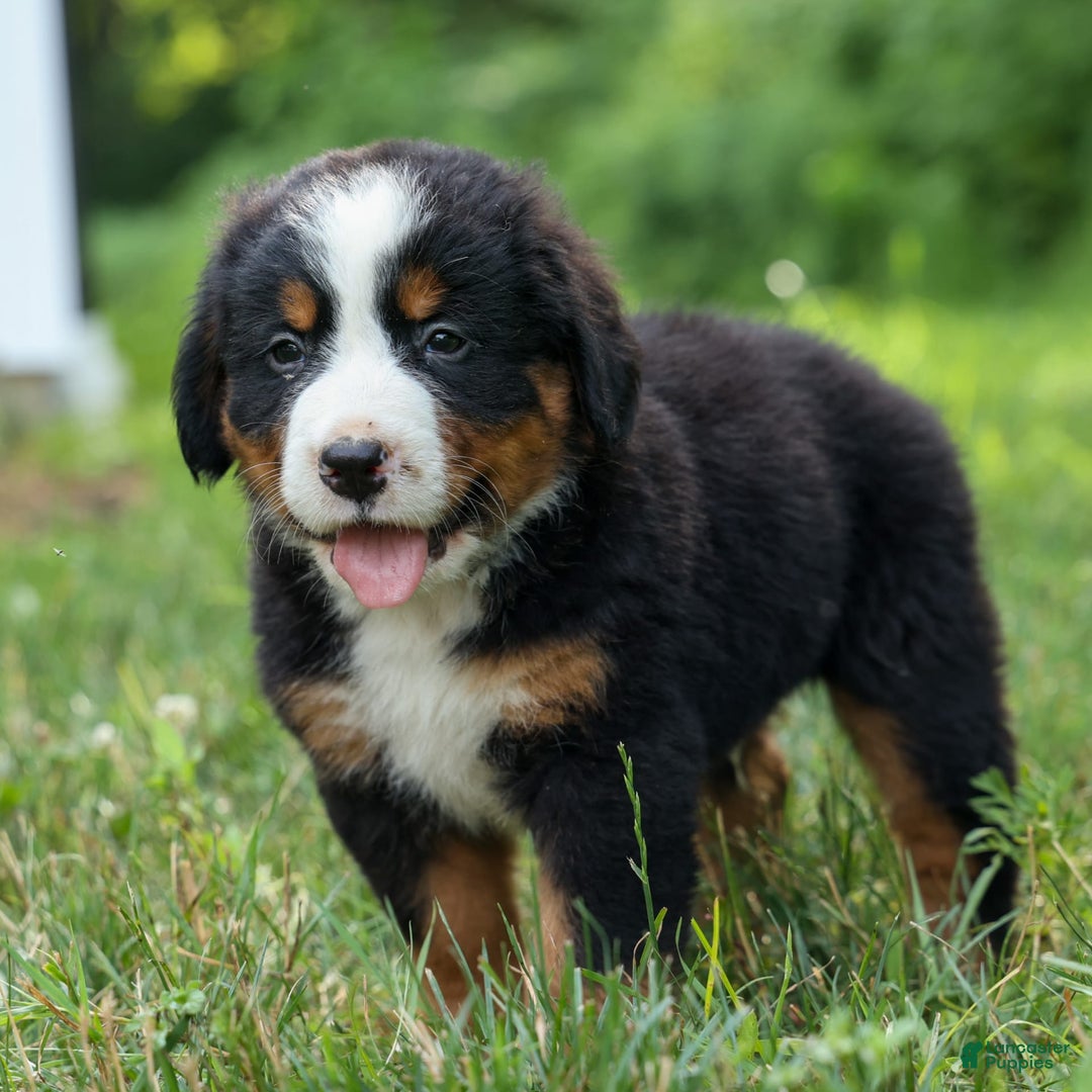 Bernese Mountain Dog dogs for sale: Samson - Image 3