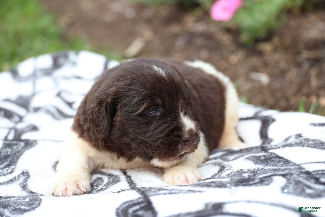 Newfoundland dogs for sale: Maple - Image 3