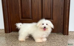 Coton De Tulear dogs for sale: Jj - Image 3