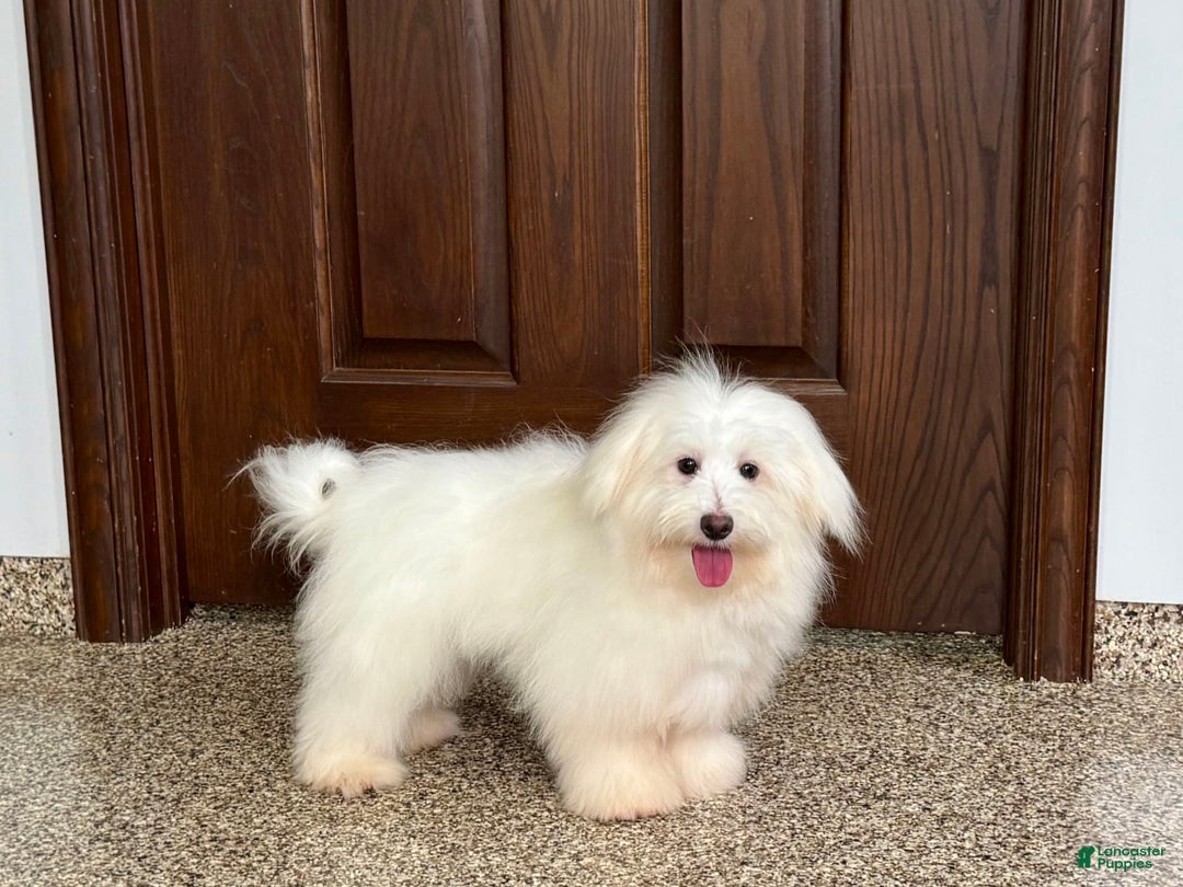 Coton De Tulear dogs for sale: Jj - Image 3