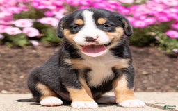 Greater Swiss Mountain Dog dogs for sale: Hannah - Image 1
