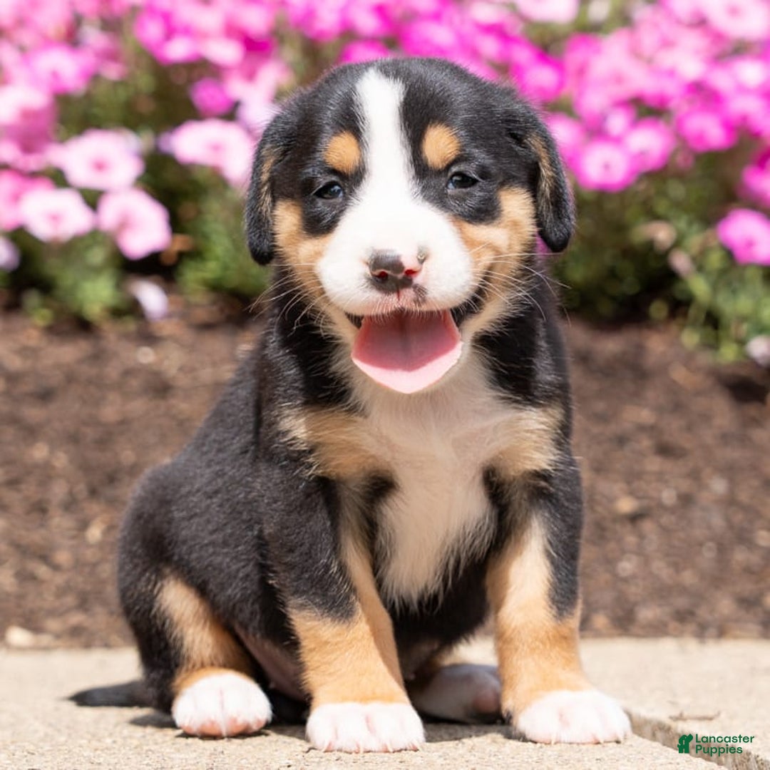 Greater Swiss Mountain Dog dogs for sale: Hannah - Image 1