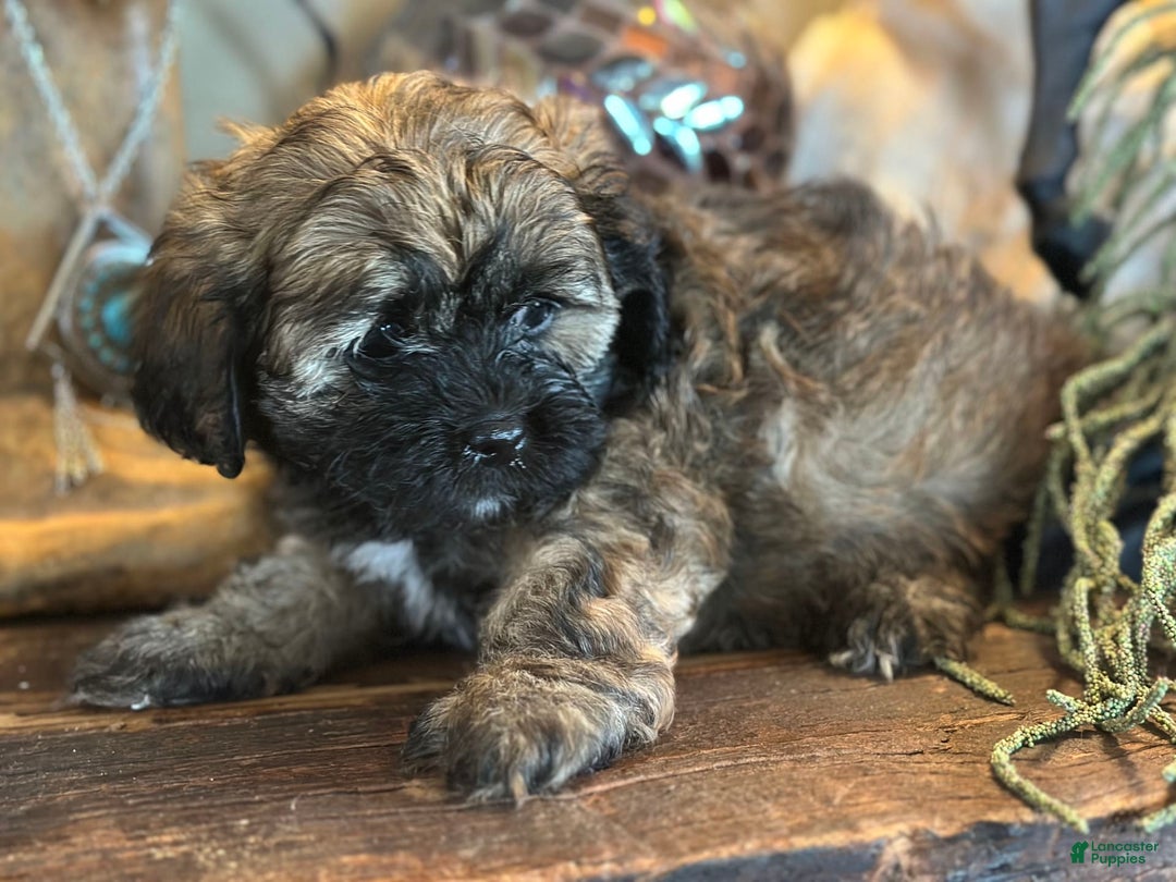 Shihpoo dogs for sale: Pickles - Image 6