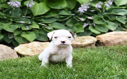 Boxer dogs for sale: Domino - Image 3