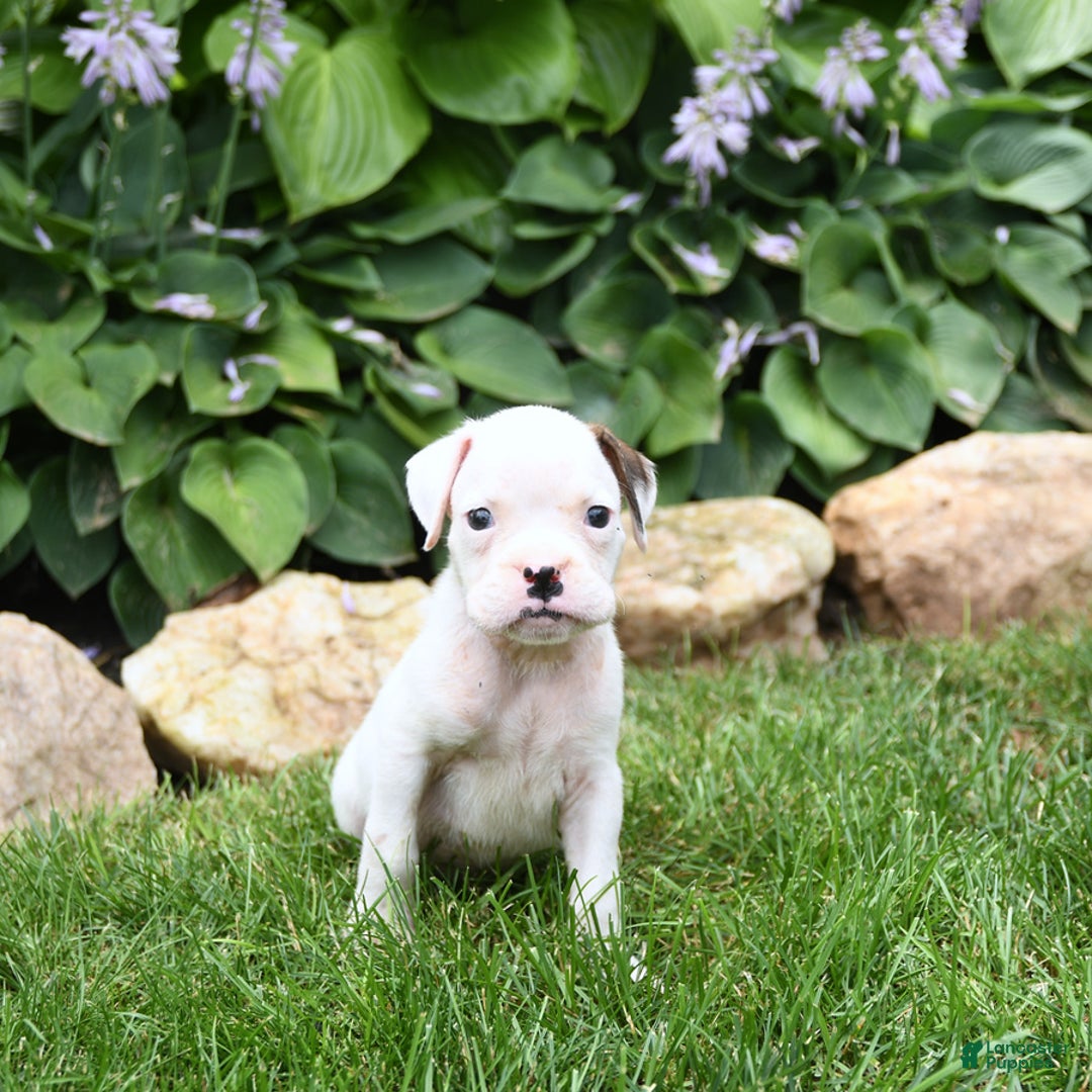 Boxer dogs for sale: Domino - Image 3