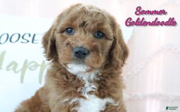 Goldendoodle dogs for sale: Sommer - Image 1