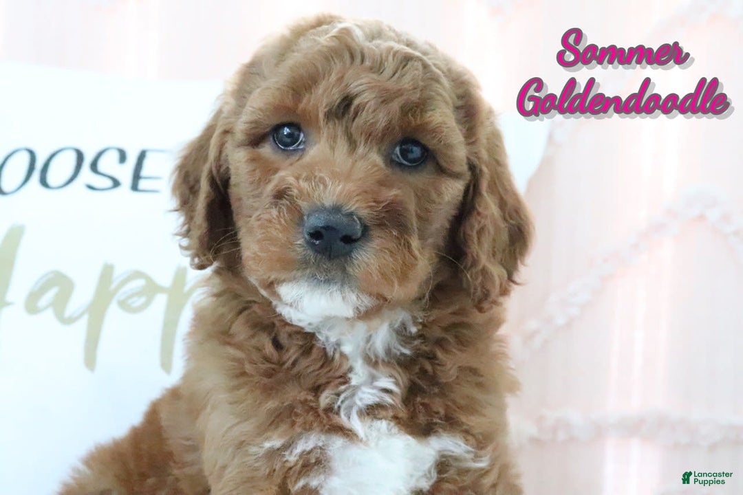 Goldendoodle dogs for sale: Sommer - Image 1