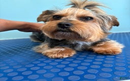 Yorkshire Terrier dogs for sale: Bear - Image 7