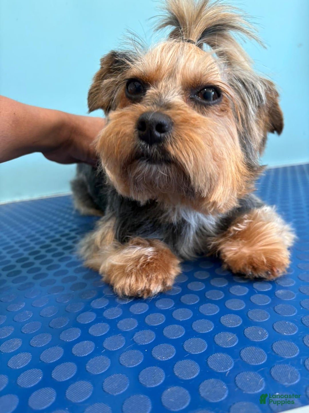 Yorkshire Terrier dogs for sale: Bear - Image 7